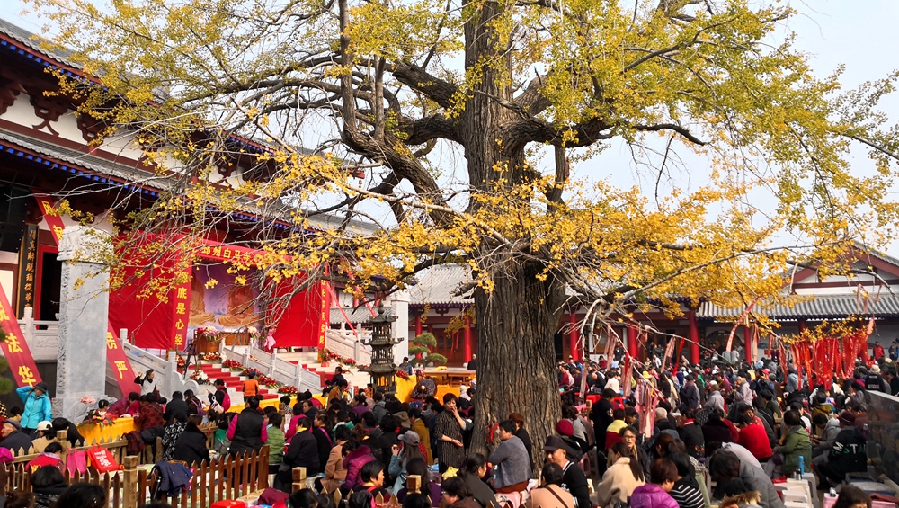 【邳州白马寺.千年银杏树】