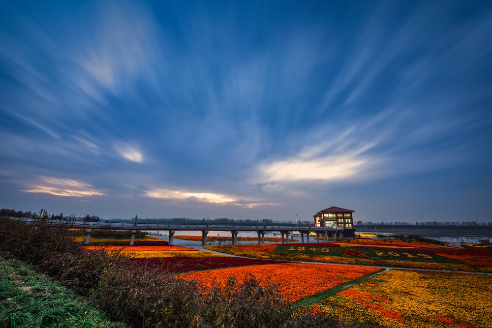 朝颜(张应想2019年11月12日摄于银杏湖,通讯:江西省鹰潭市信江新区