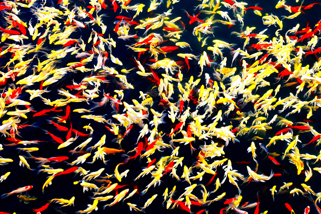 湖水清澈,鱼贯而行,五色斑斓,令人流连忘返. . .