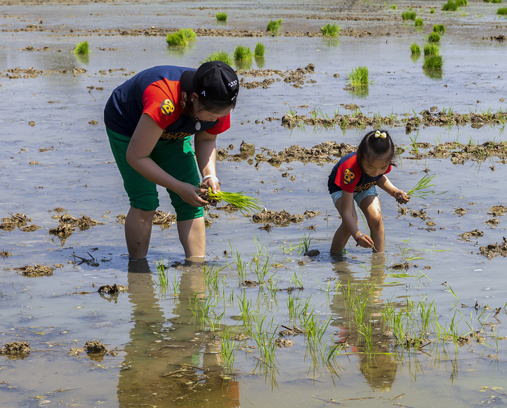 《亲子插秧体验》