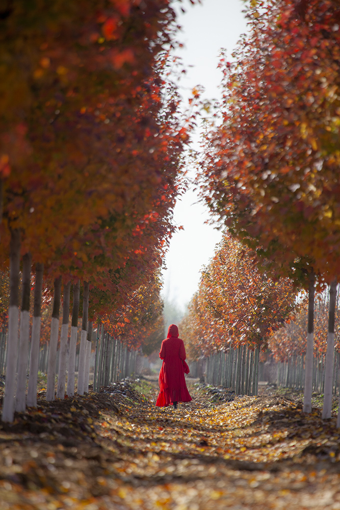 枫林倩影-"美丽乡村"全国摄影大展征稿区-大众摄影网