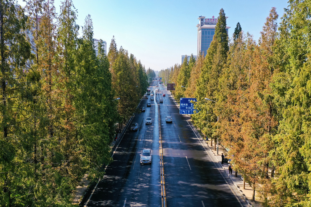 李琼 邳州的名片水杉大道 江苏省徐州市邳州市建设路.jpg