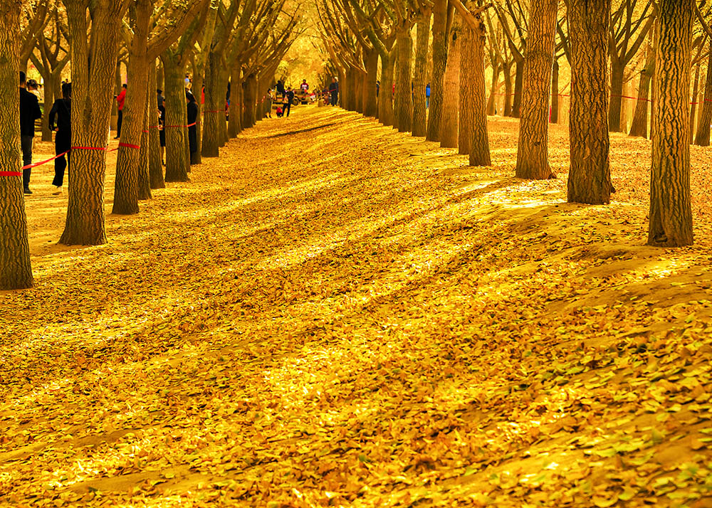 满地尽现黄金甲