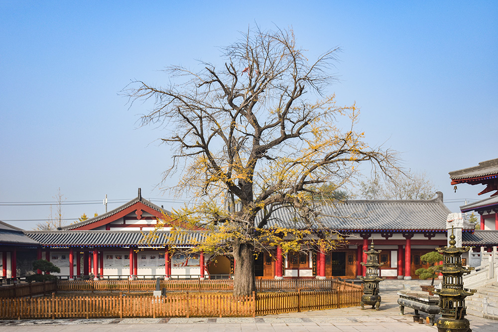 11.10.邳州白马寺