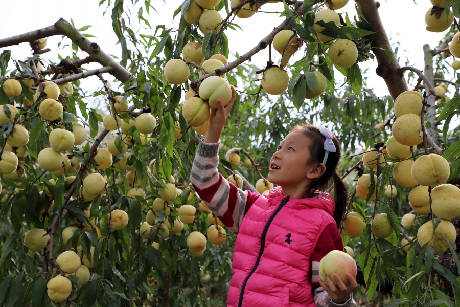 体验摘桃的小学生