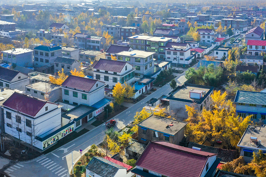 《银杏扮靓姚庄村》