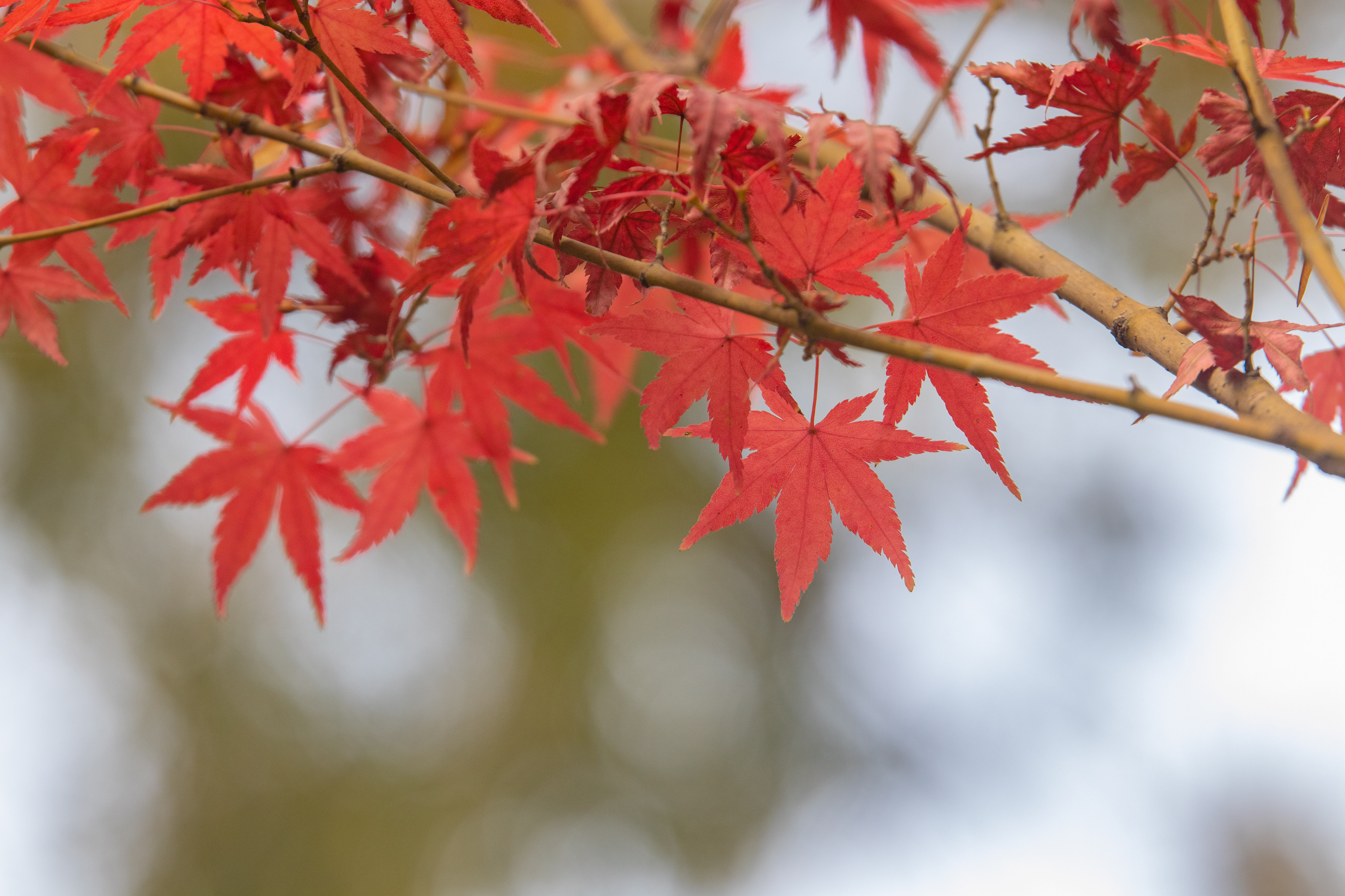 红枫图片壁纸,红枫图片大全_大山谷图库