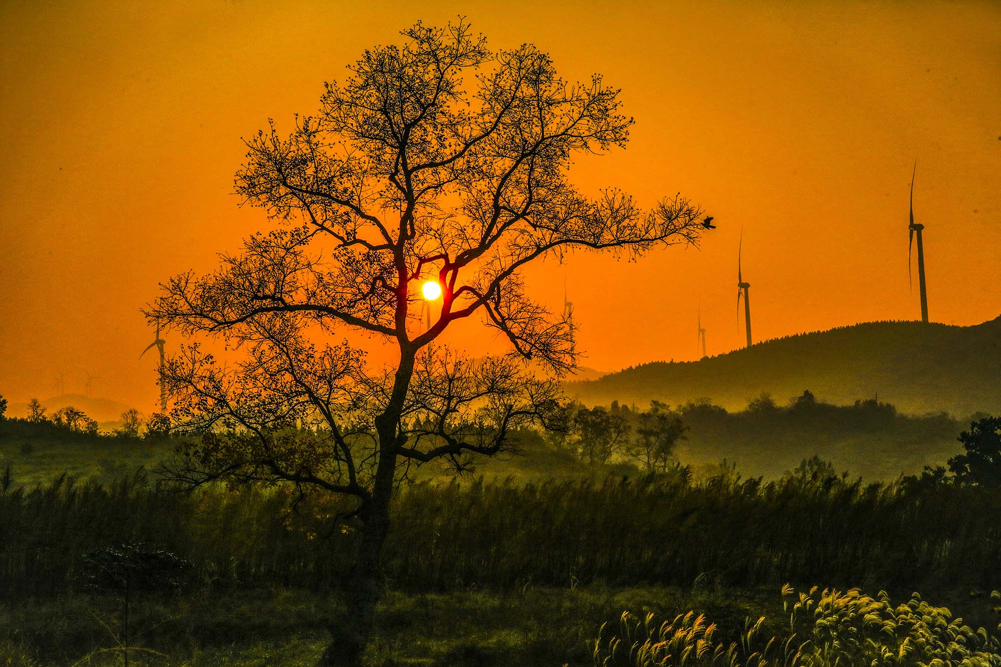 俱乐部团体会员——湖北论坛俱乐部(4星) 69 《山乡日出》   农村