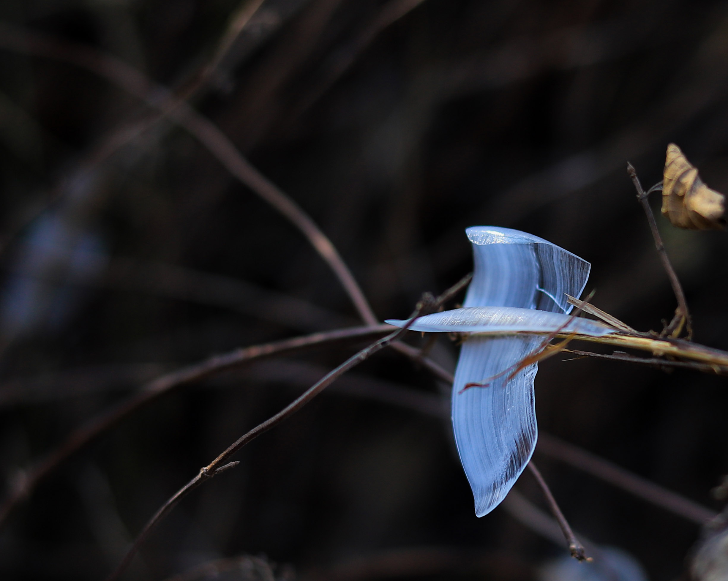 冰之精灵-冰蝴蝶