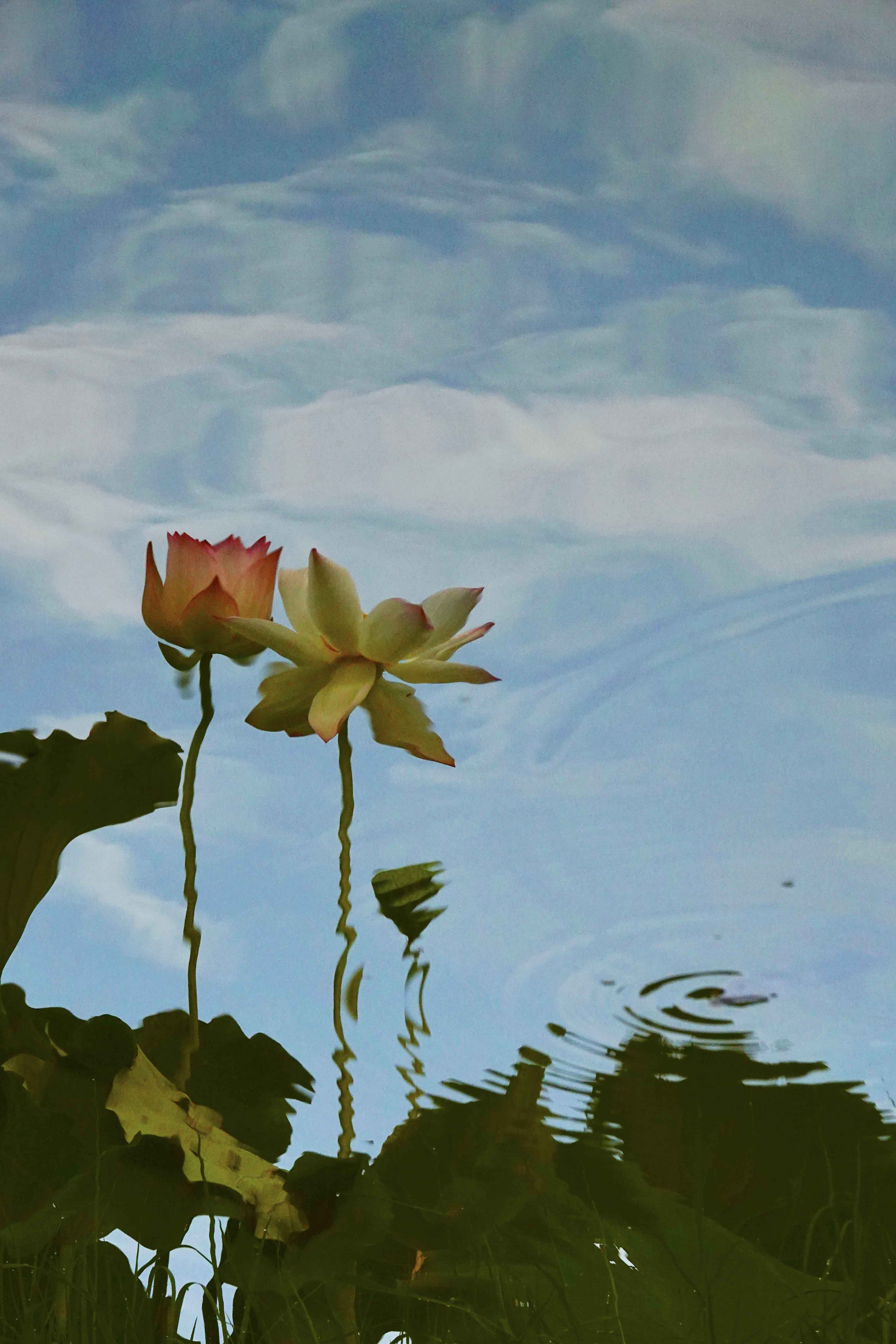 荷花的水中倒影