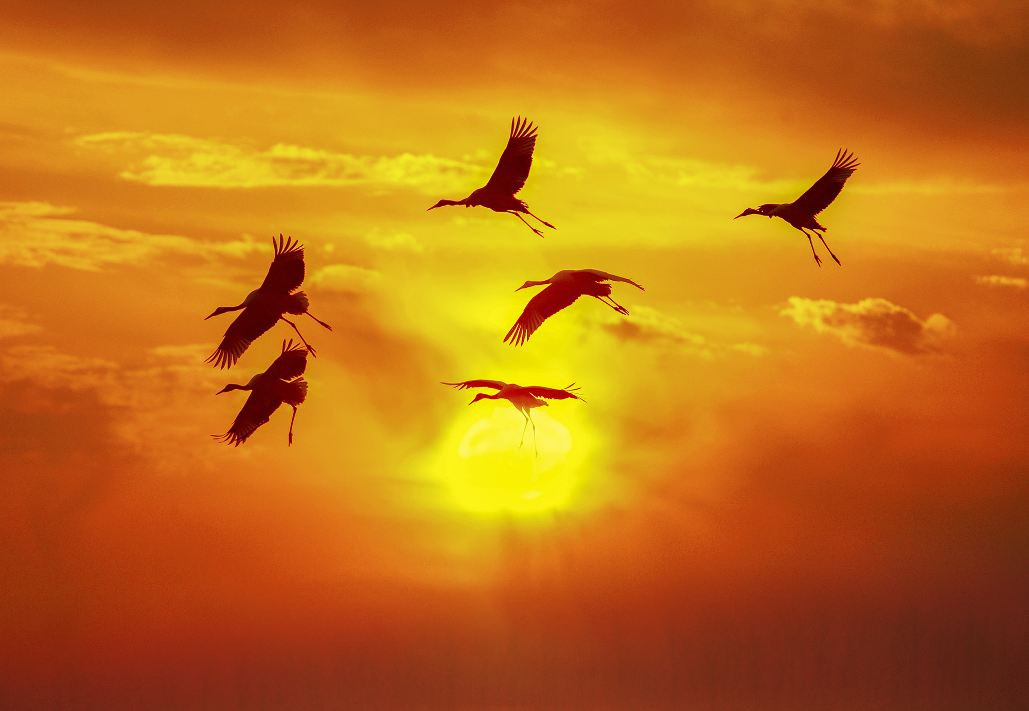 万里长空竞自由