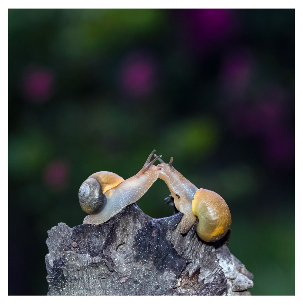 雨后的两只小蜗牛,抓拍,拟人的表现手法