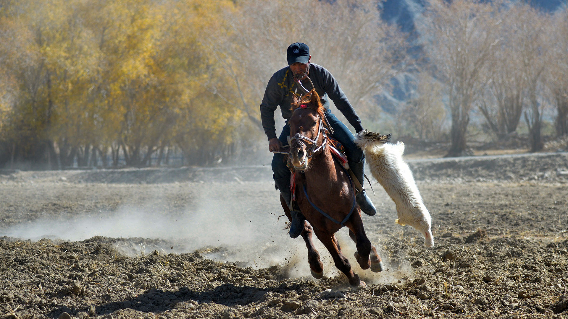 塔吉克叼羊比赛