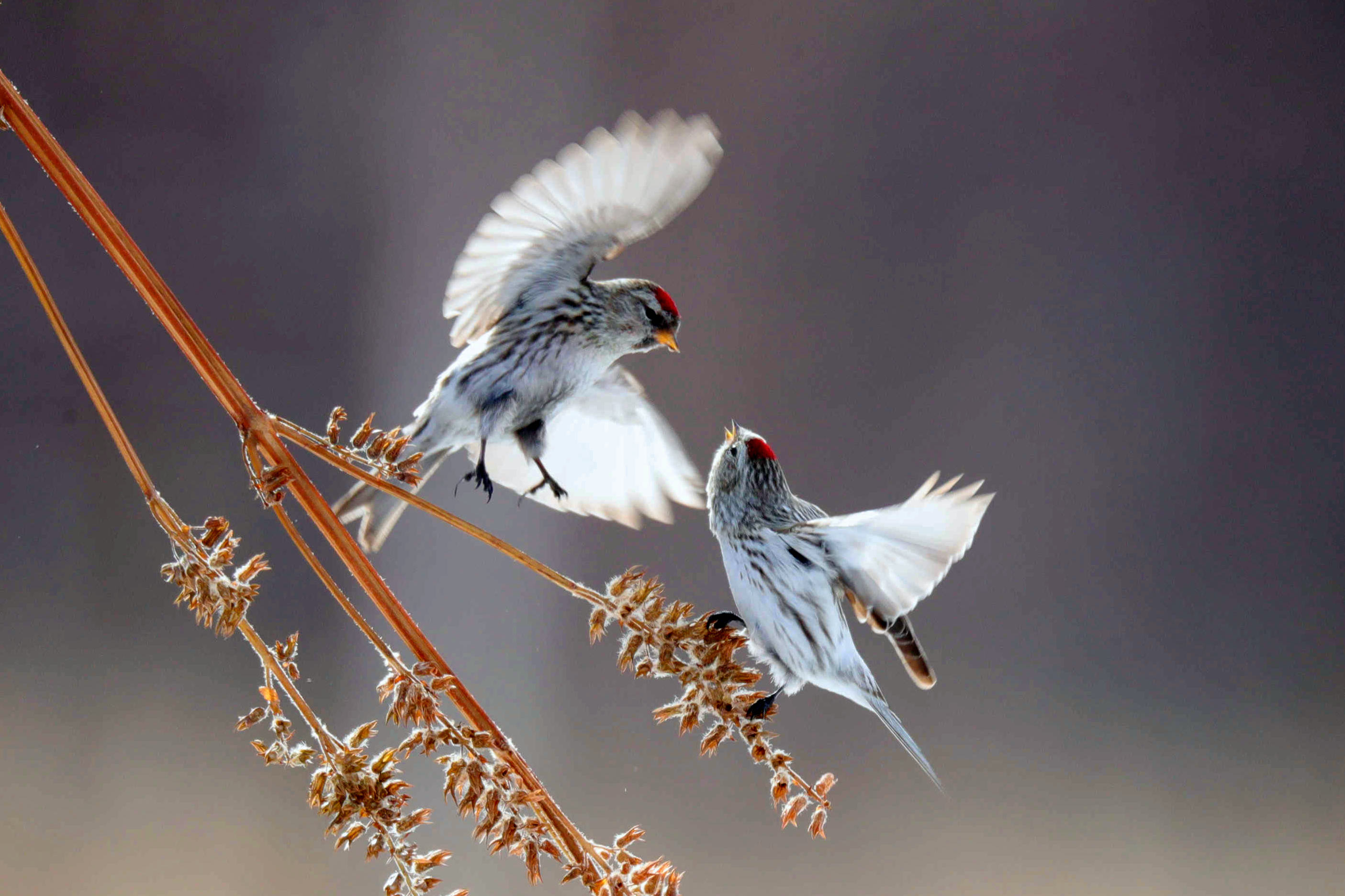 海伦市双河林场拍苏雀