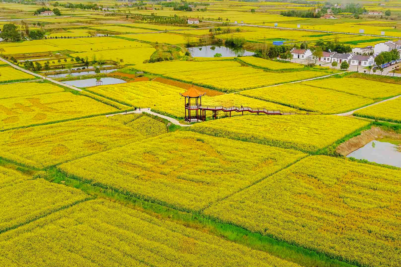 2020年3月航拍于位居全国第三的全国最美油菜花海湖北省荆门市沙洋县