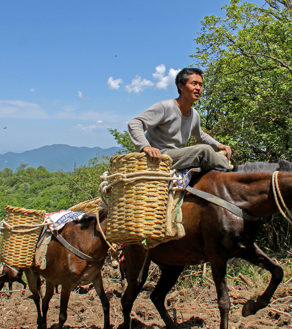 秦岭山中的马帮(组图)