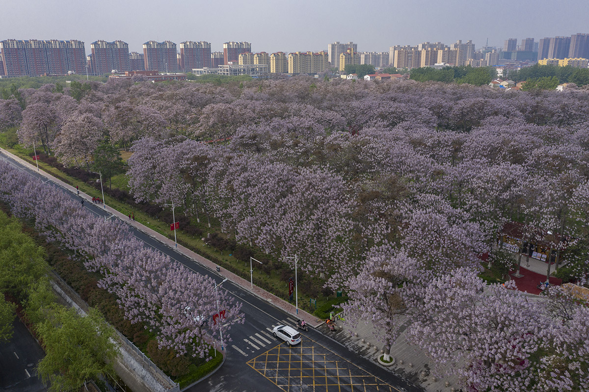 焦桐树托起的兰考