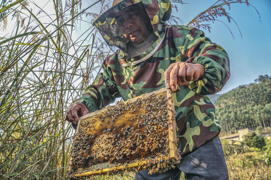 采蜂人 冯涛(广西玉林)
