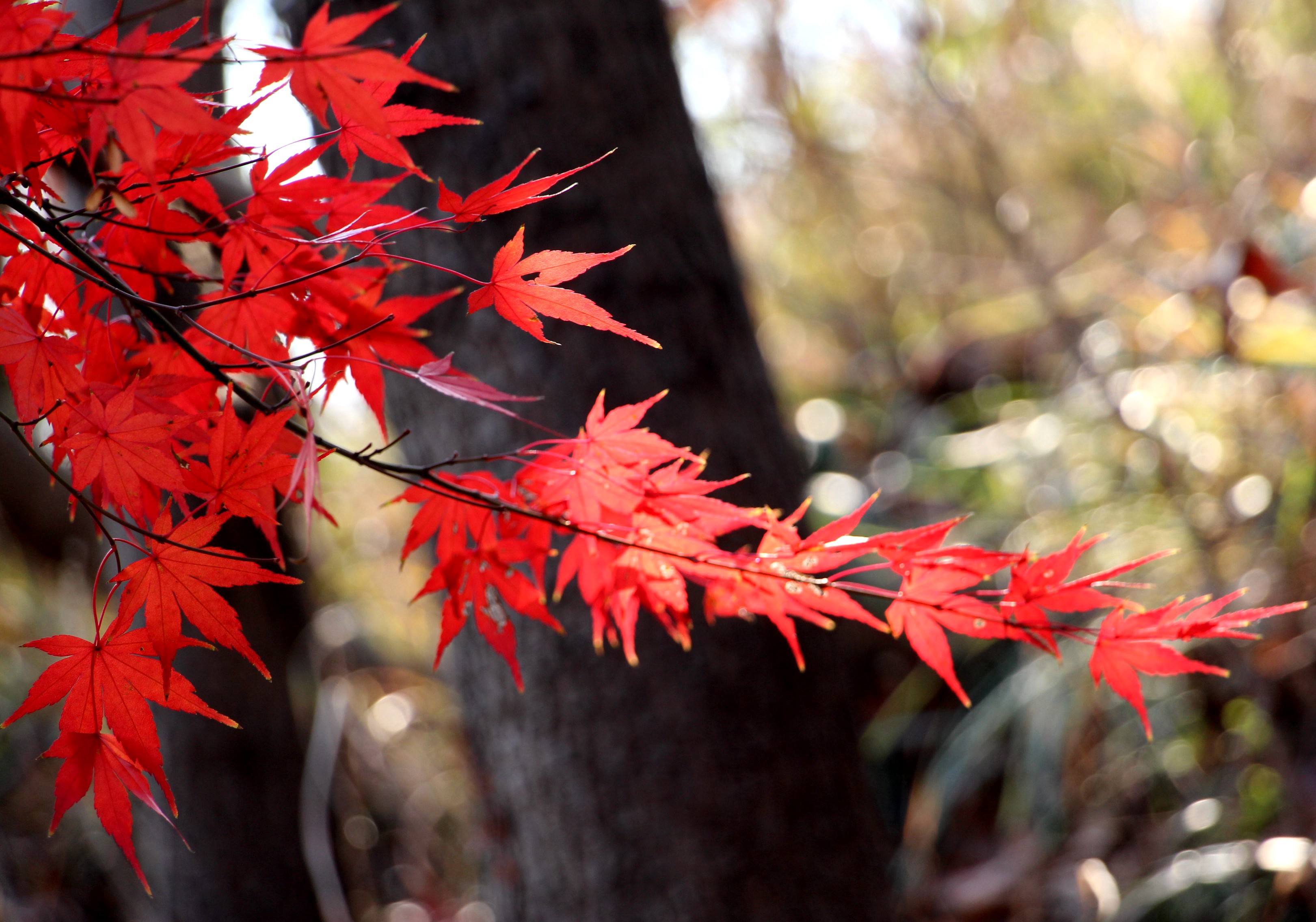 秋染红枫似火红-胜境栖霞山全国摄影大展征稿区-大众摄影网