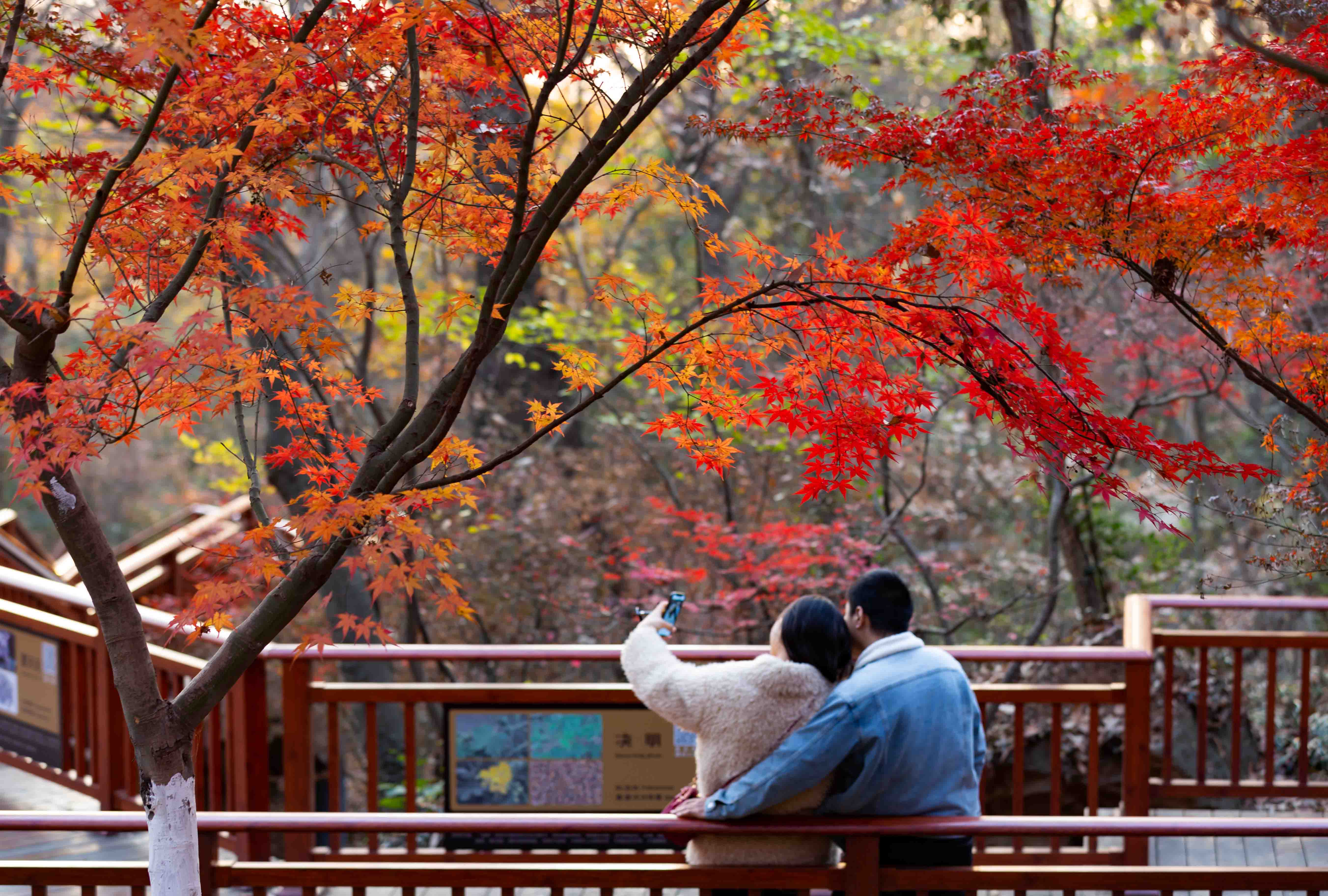 2019年12月11日拍摄于栖霞山,一对小情侣在红枫长廊合影留念.
