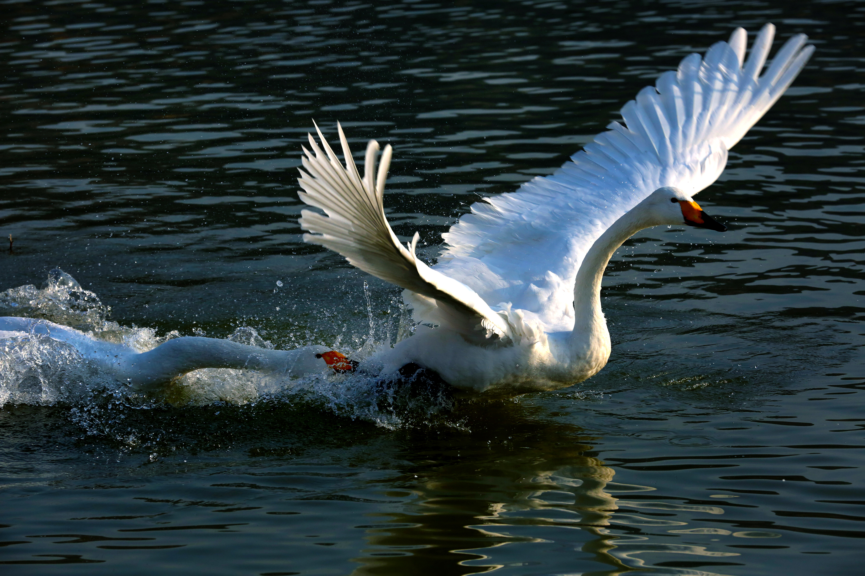 追逐-第四届天鹅之城 ——中国三门峡自然生态国际摄影大展 征稿-大众