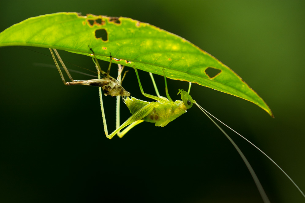 换装(螽斯若虫)