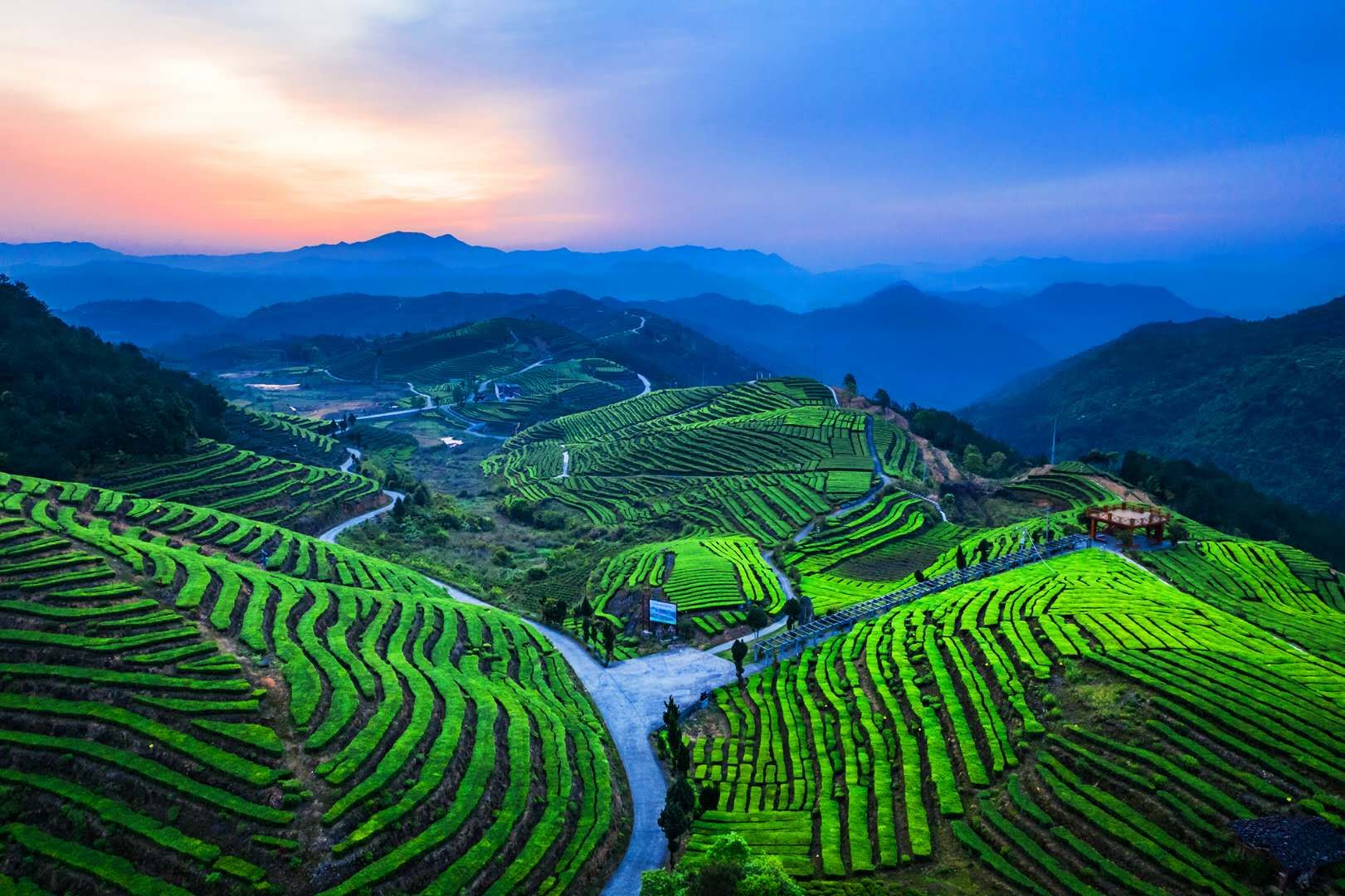 春日茶园-《大众摄影》俱乐部团体会员——温州瓯越俱乐部(2星)-大众