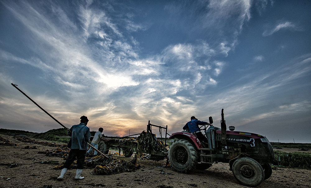 晾晒海带场暮色