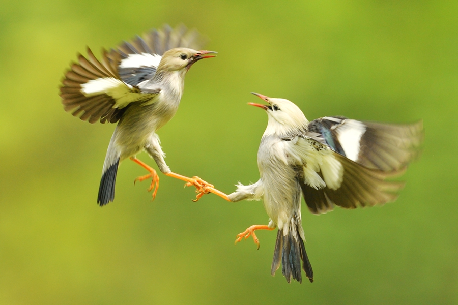抓拍空中争食打斗的丝光椋鸟,镜头定格的瞬间貌似两只鸟儿在握手言和