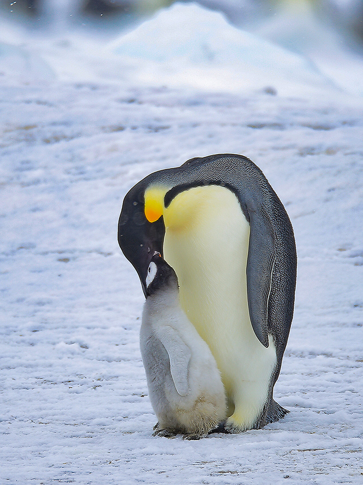拍摄时间:2018年10月12日  拍摄地点:南极大陆  动物名称:帝企鹅