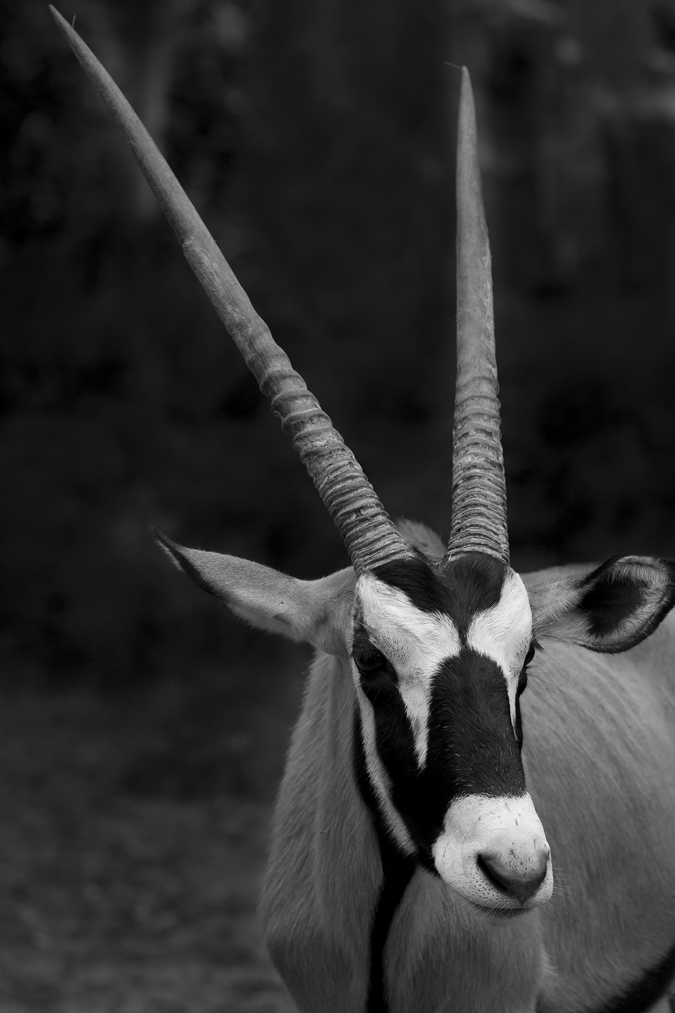 羚羊-第四届天鹅之城 ——中国三门峡自然生态国际摄影大展 征稿-大众