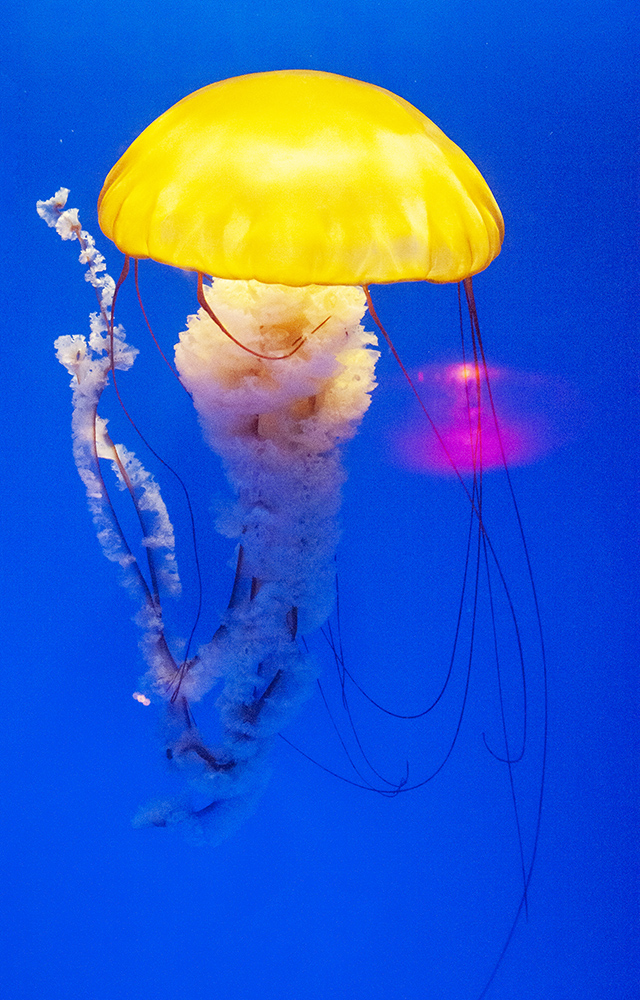 组照:《水母》5幅