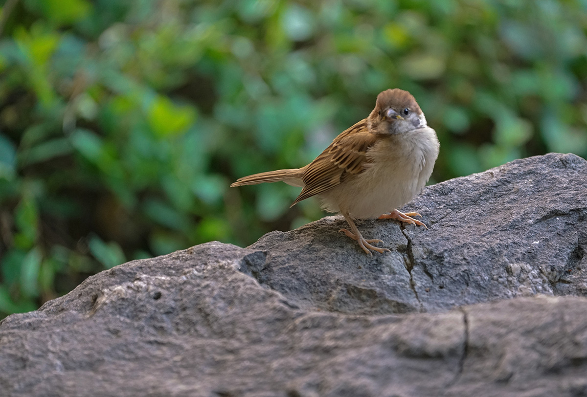 麻雀-第四届天鹅之城 ——中国三门峡自然生态国际摄影大展 征稿-大众