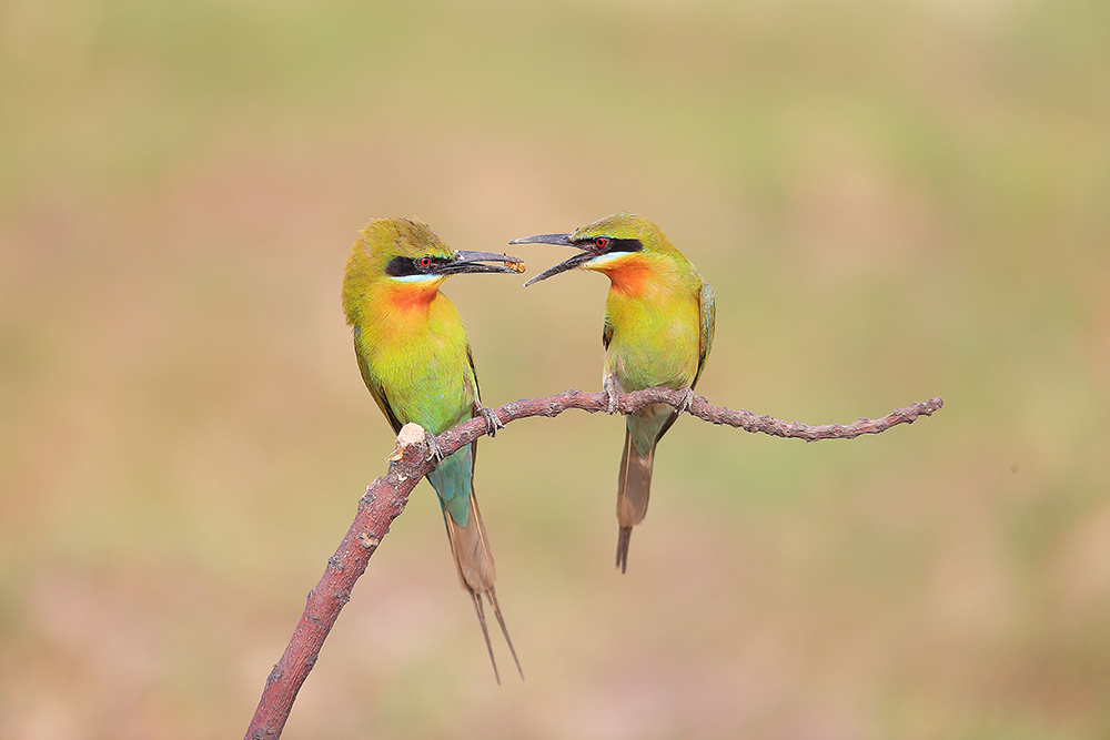 标题:求爱  拍摄时间:2015年4月25日  拍摄地点:广西北海市  动物名称