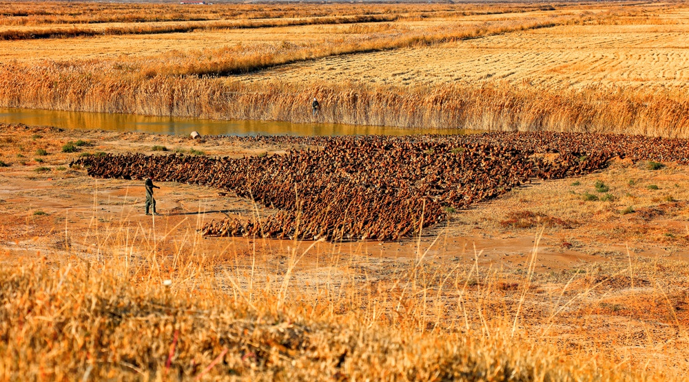 2017年11月11日,拍摄于山东省东营市垦利区黄河口河滩,牧民牧鸭的场景