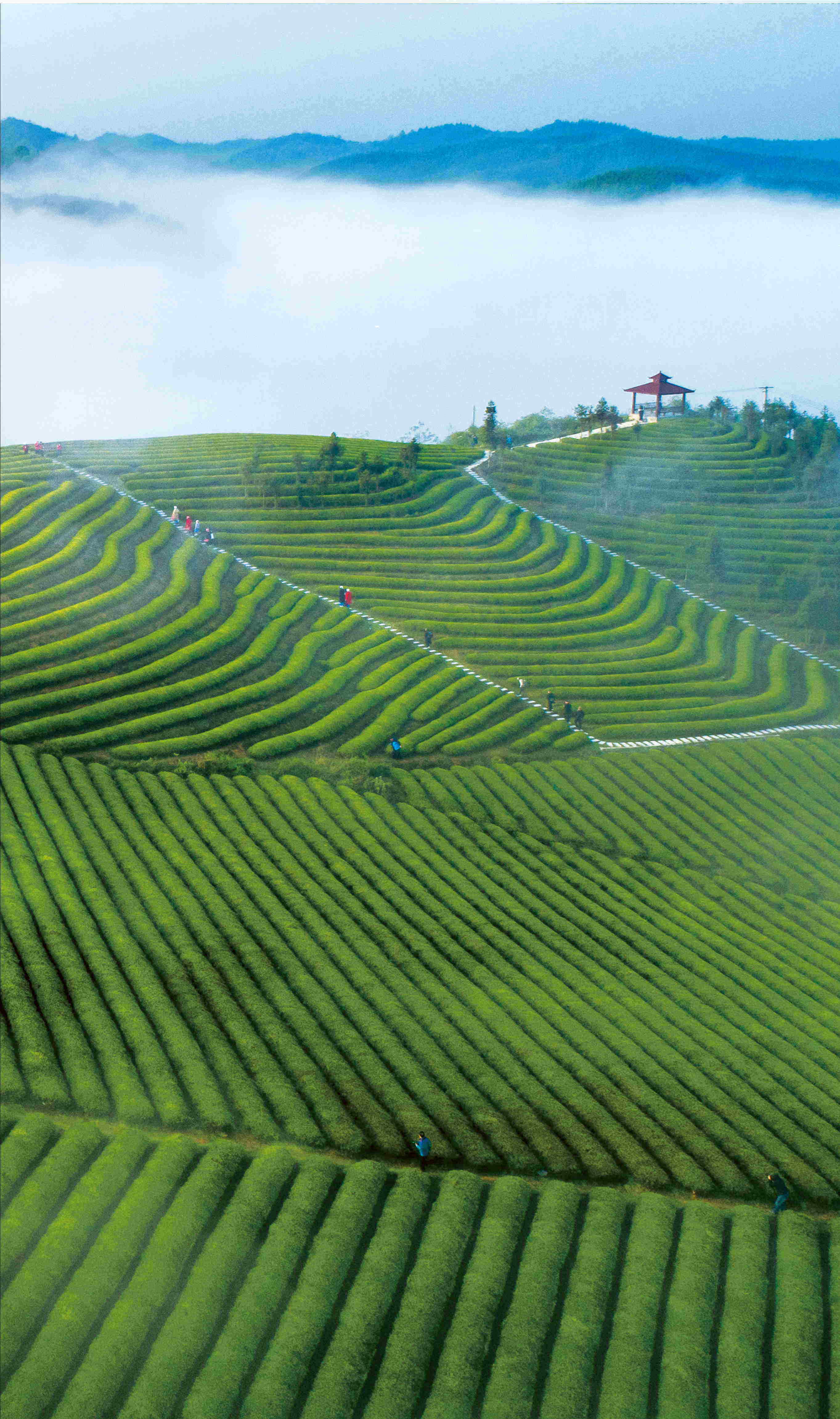 茶山仙境-《大众摄影》俱乐部团体会员——池州九华摄影俱乐部(1星)