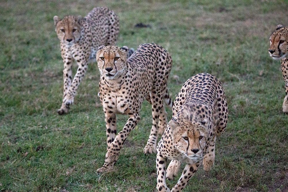 7.26  地点:肯尼亚马赛马拉  动物:猎豹
