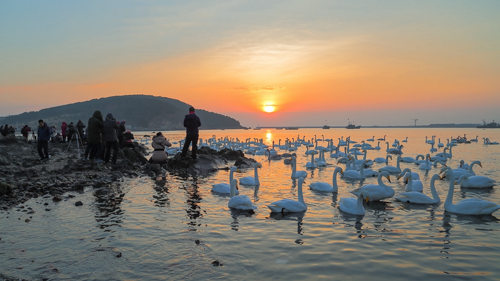 拍摄于山东省威海市烟墩角,清晨,游客观赏拍摄大天鹅的和谐美景