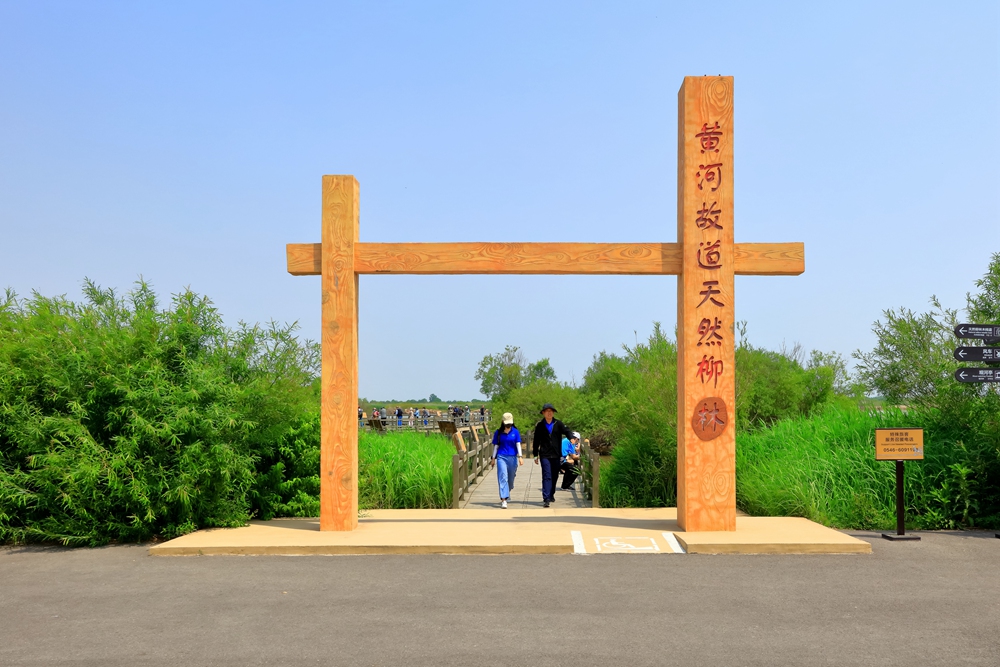 2020年6月6日,拍摄于山东省东营市黄河口自然保护区,天然柳林生态美景