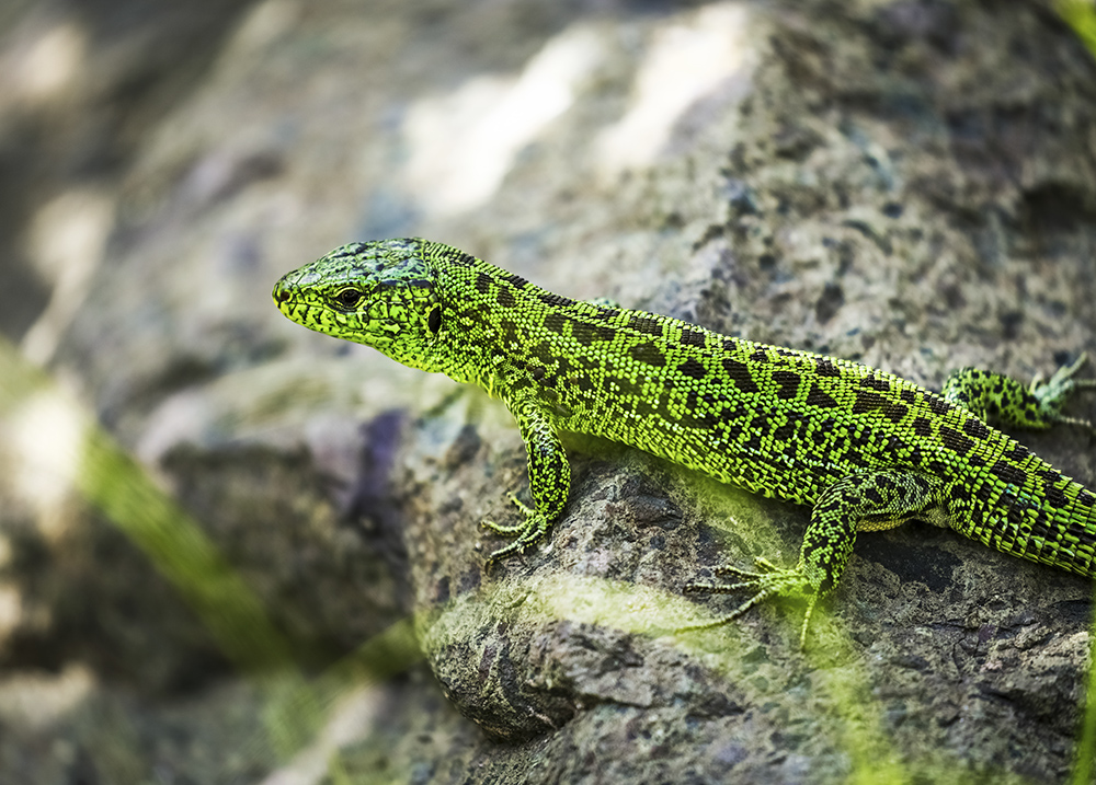 4 拍摄地点:新疆托里       拍摄说明:学名:"绿蜥蜴",拍摄于新疆托里