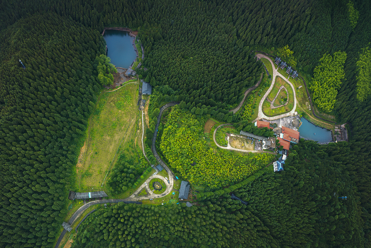 文成月老山森林