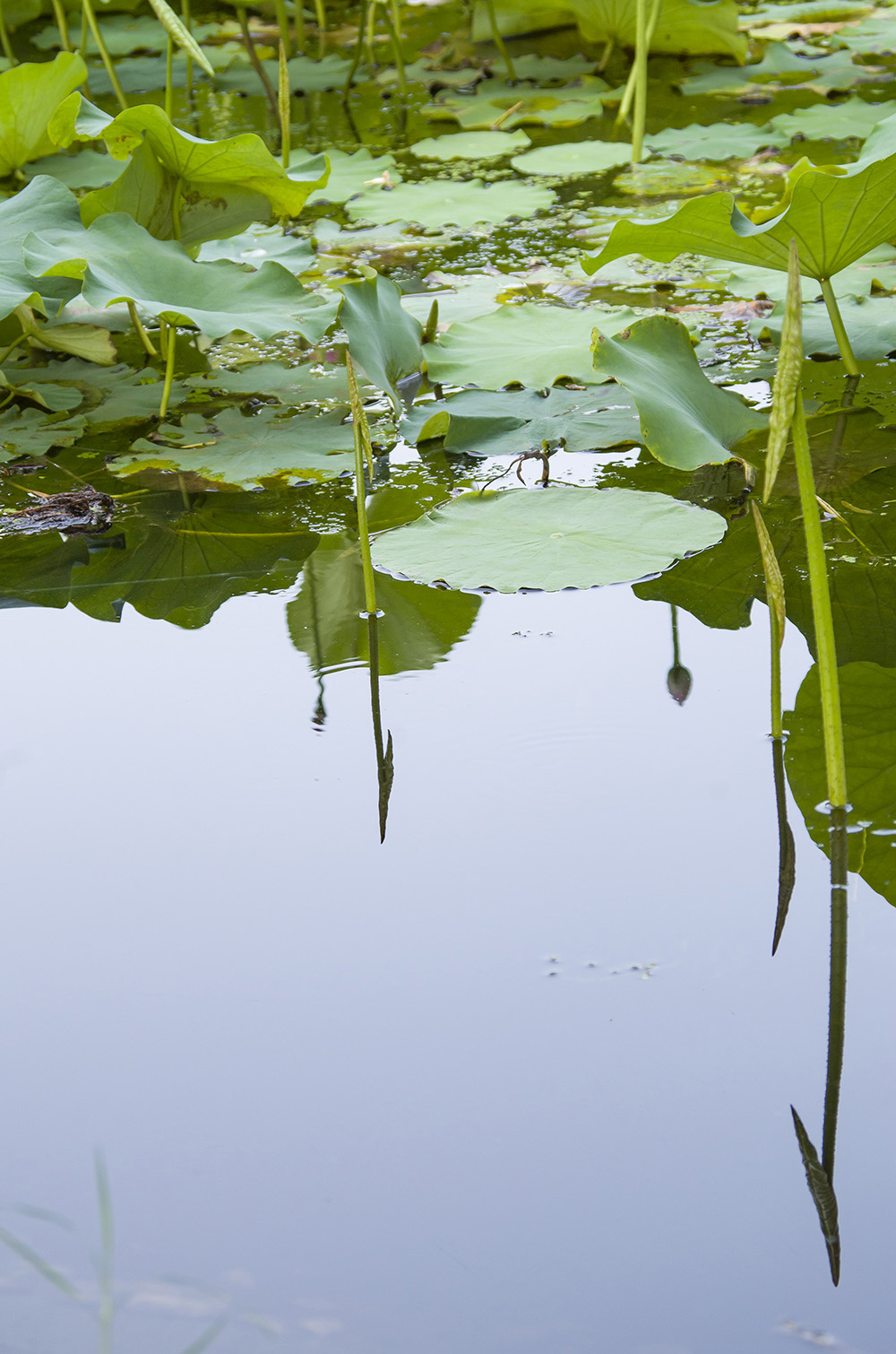 《溪清疑水浅》