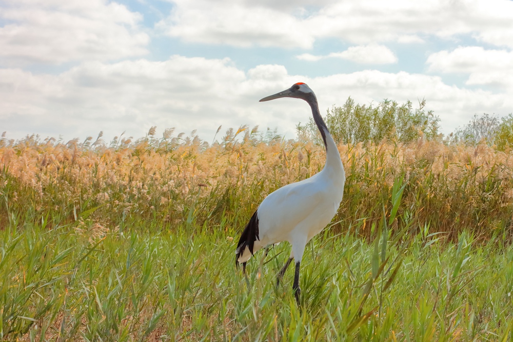 2016年10月5日,拍摄于山东省东营市黄河口自然保护区,丹顶鹤回头观望