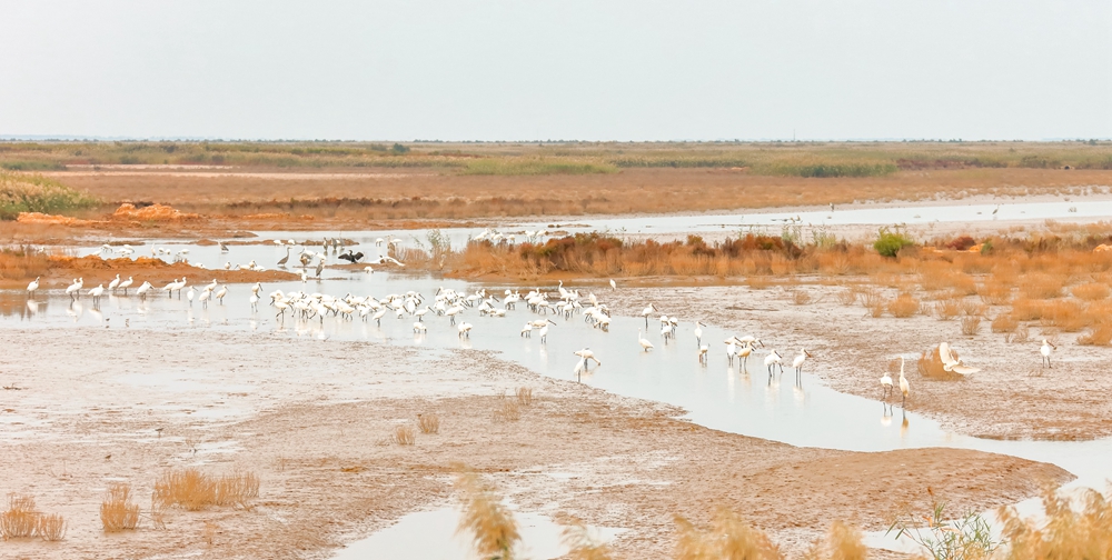 2016年9月30日,拍摄于山东省东营市黄河口自然保护区,白鹭等在湿地