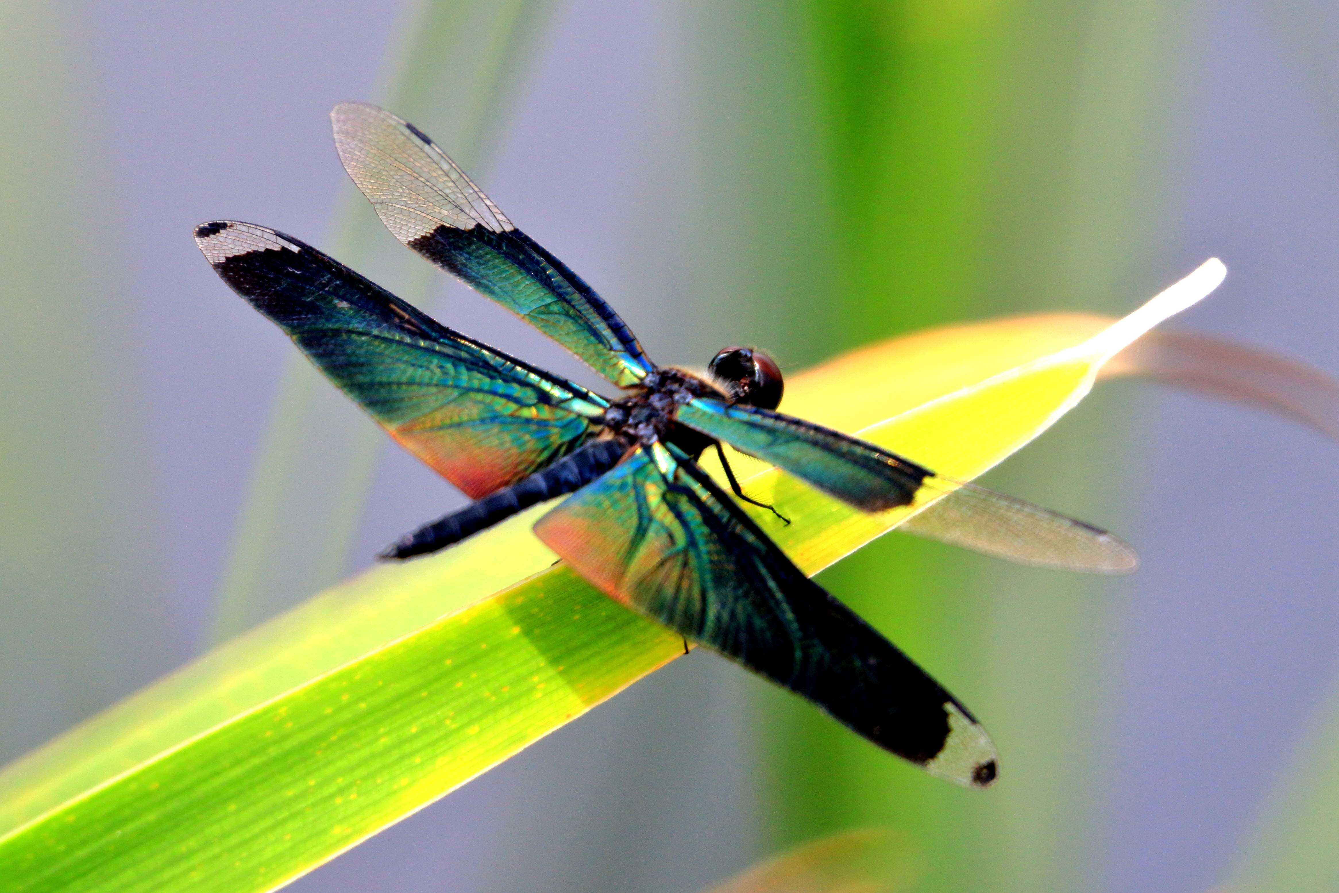 蓝晏蜓- 蓝色妖姬