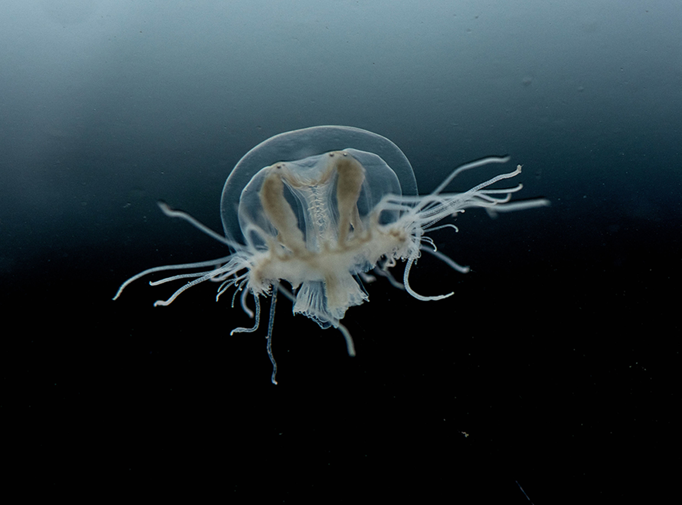 3水生生物——索氏桃花水母