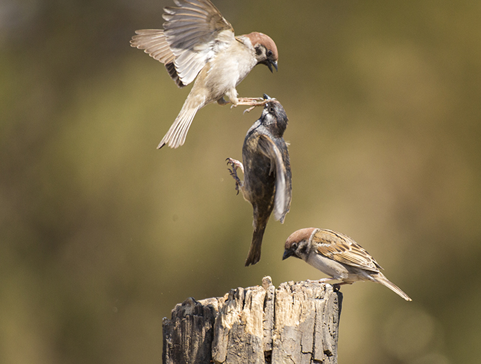 两只麻雀在空中飞舞,一只往下掉的感觉,另一只伸出手夹住头,美呆了.