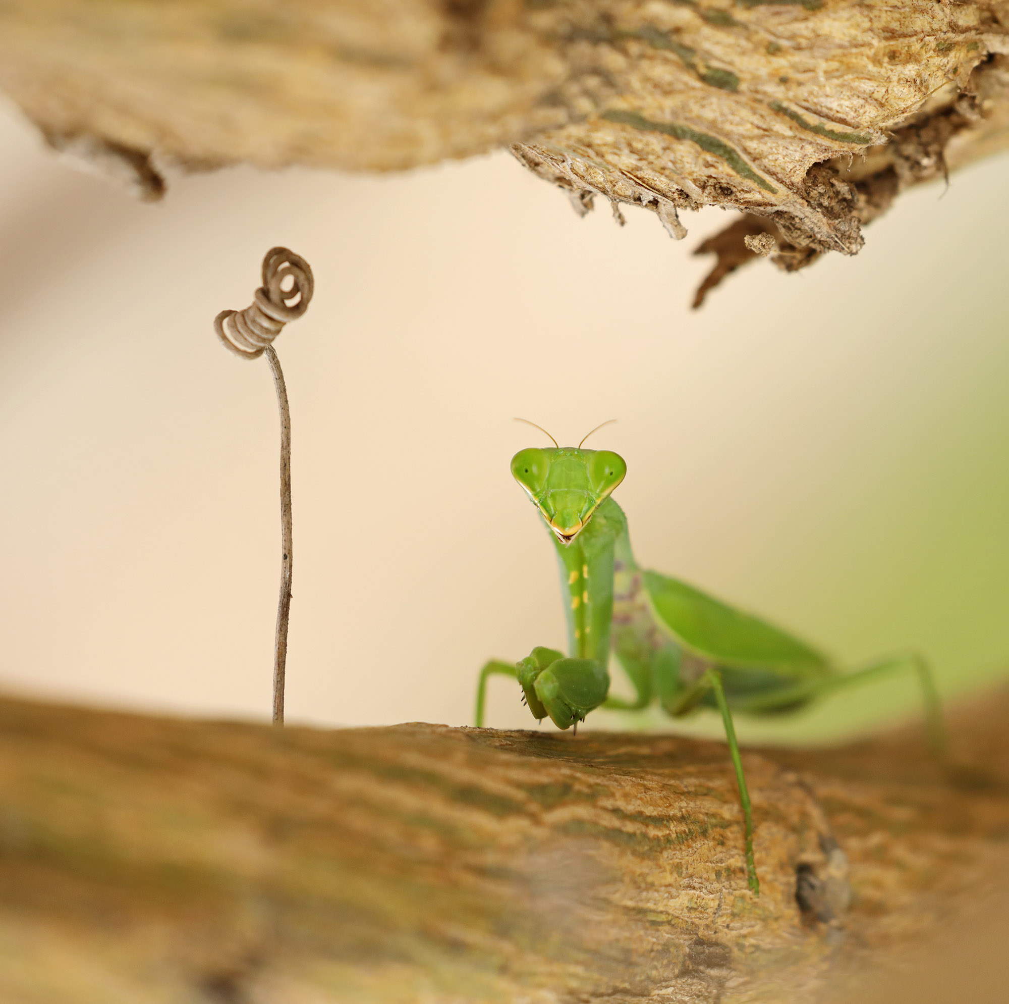 螳螂-第四届天鹅之城 ——中国三门峡自然生态国际摄影大展 征稿-大众