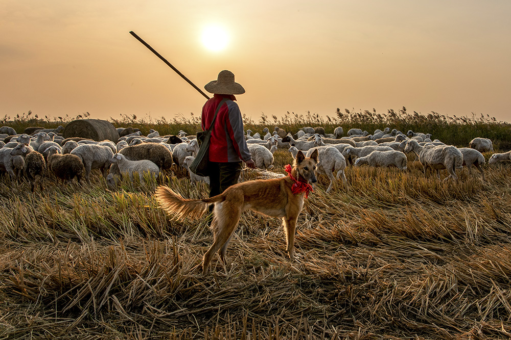 黄昏,牧羊女赶着羊群回家