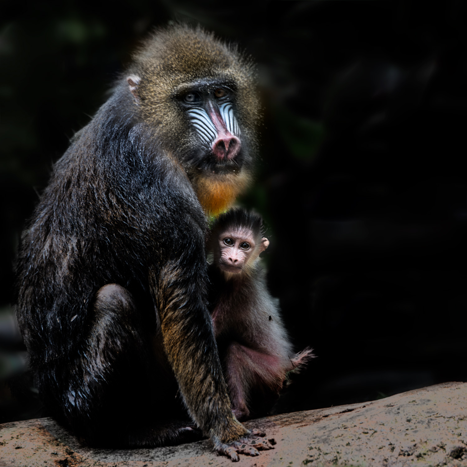 山魈-第四届天鹅之城 ——中国三门峡自然生态国际摄影大展 征稿-大众